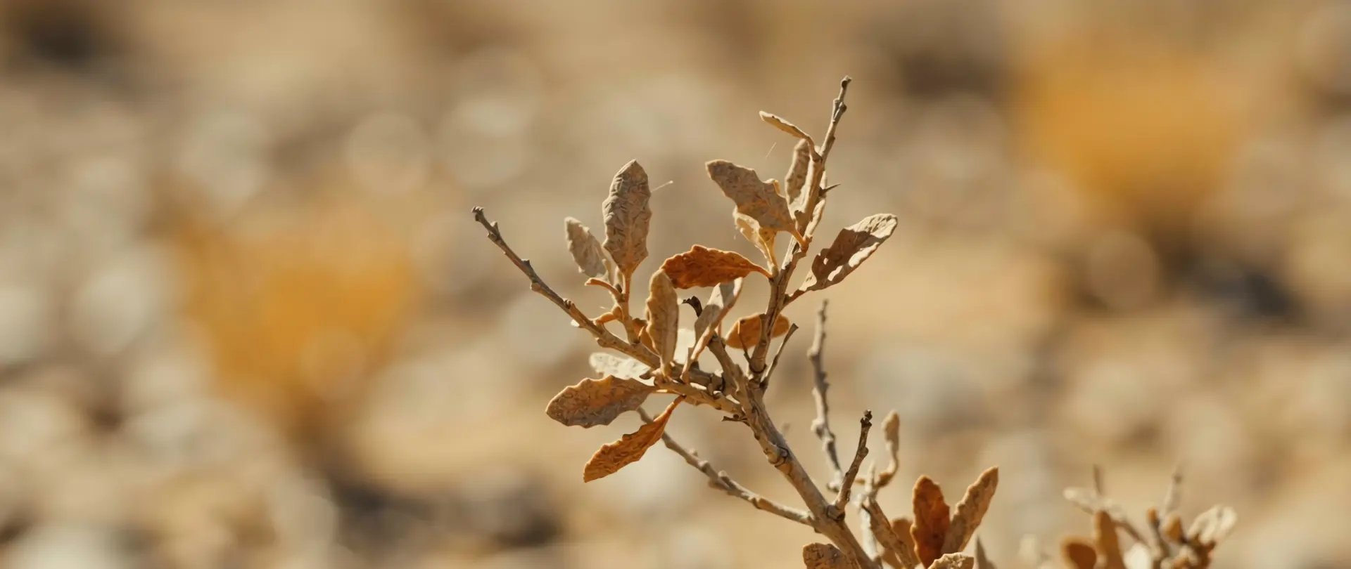 Desert — frame 4